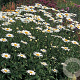 Leucanthemum (S) 'Becky' GM P9