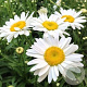 Leucanthemum (S) 'Becky' GM P9