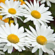 Leucanthemum (S) 'Becky' GM P9