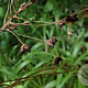 Luzula sylvatica GM P9