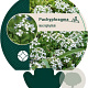 Pachyphragma macrophyllum GM P9