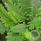 Polystichum set. 'Herrenhausen' GM P9