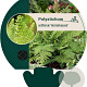 Polystichum set. 'Herrenhausen' GM P9
