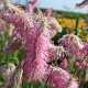 Sanguisorba h. 'Pink Brushes' GM P9