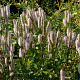 Sanguisorba h. 'Pink Brushes' GM P9