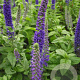 Veronica 'Sunny Border Blue' GM P9