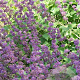 Salvia vert. 'Purple Rain' GM P9