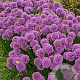 Allium 'Millenium' GM P9