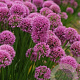 Allium 'Millenium' GM P9