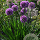 Allium 'Millenium' GM P9
