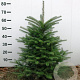 Abies koreana 60-80 cm met kluit