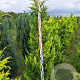 Chamaecyparis l. 'Ivonne' 180-200 cm met kluit extra