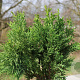 Chamaecyparis o. 'Drath' 175-200 cm draadkluit solitair