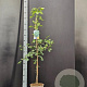 Ginkgo biloba 100-125 cm 5,0L