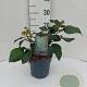 Hedera colchica 'Arborescens' 30-40 cm 2,5L