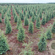 Juniperus comm. 'Hibernica' 60-80 cm met kluit