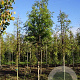 Metasequoia glyptostroboides 16-18 HO draadkluit
