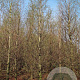 Metasequoia glyptostroboides 20-25 HO draadkluit