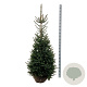 Picea omorika 150-175 cm met kluit extra