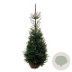 Picea omorika 150-175 cm met kluit extra