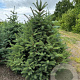 Picea pungens glauca 150-175 cm draadkluit solitair
