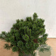 Pinus mugo pumilio 40-50 cm 10L