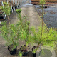 Pinus sylvestris 60-80 cm 5,0L