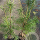 Pinus sylvestris 60-80 cm 5,0L