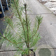 Pinus sylvestris 60-80 cm 5,0L