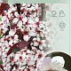 Prunus cistena 90 cm stam 7,5L