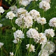 Armeria m. 'Abbey White' GM 2,0L