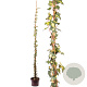 Hedera hel. 'Goldheart' 150-175 cm 50L
