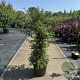 Taxus baccata 125-150 cm 35L