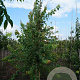 Acer buergerianum 10-12 HO draadkluit