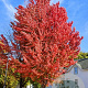 Acer freemanii Celebration 25-30 HO draadkluit