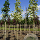 Acer plat. 'Drummondii' 12-14 HO draadkluit