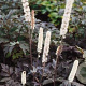 Actaea simp. 'Atropurpurea' GM P9
