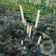 Actaea simp. 'Atropurpurea' GM P9