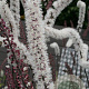 Actaea simp. 'Atropurpurea' GM P9