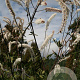 Actaea simp. 'Atropurpurea' GM P9