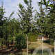 Celtis australis 12-14 HO draadkluit
