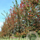 Crataegus grignonensis 18-20 HO draadkluit