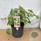 Epimedium versic. 'Sulphureum' GM 2,0L