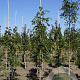 Fraxinus e. 'Geessink' 10-12 HO draadkluit