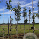 Fraxinus ornus 10-12 HO draadkluit