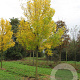 Fraxinus pen. 'Summit' 20-25 HO draadkluit
