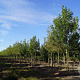 Fraxinus pen. 'Summit' 20-25 HO draadkluit