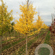 Ginkgo bil. 'Autumn Gold' 12-14 HO draadkluit geveerd
