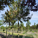 Malus baccata 'Akso' 16-18 HO draadkluit