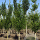 Malus tschonoskii 14-16 HO draadkluit